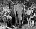 est Boy pour la premiére fois dans Tarzan Finds a Son! (1939) de Richard Thorpe avec Johnny Weissmuller et Maureen O'Sullivan